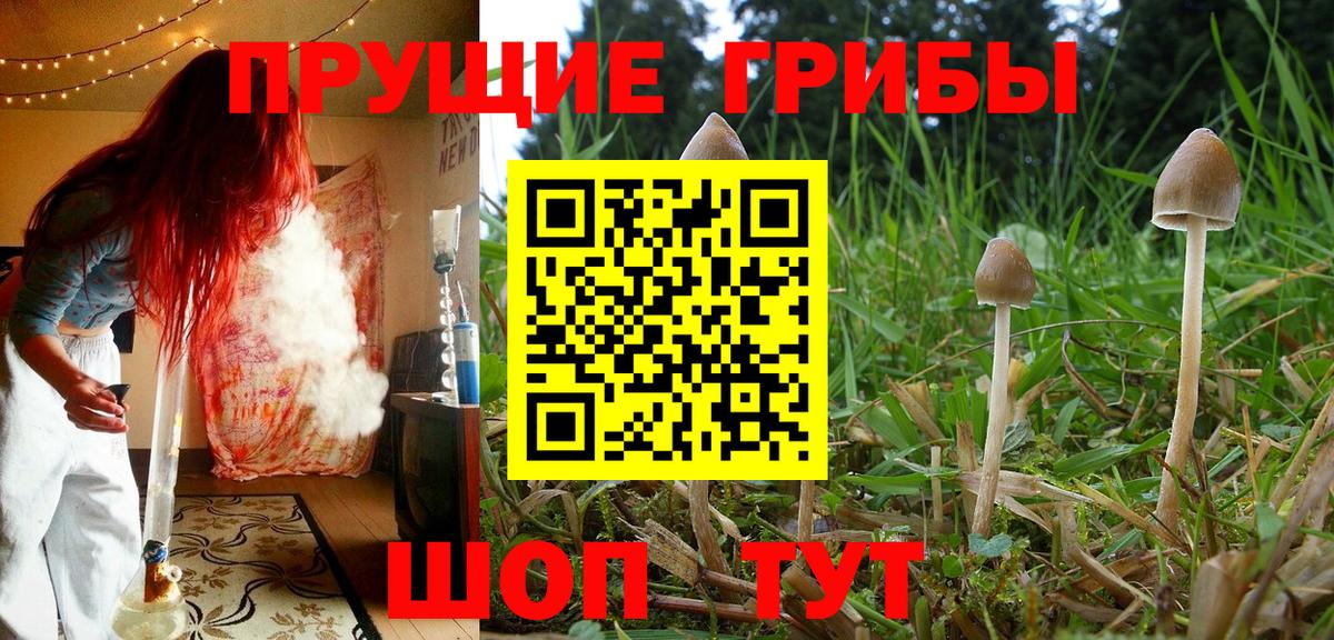 Нальчик  что такое   Псилоцибиновые грибы MAGIC MUSHROOMS  Вход с VPN  Псилоцибиновые грибы мухоморы 