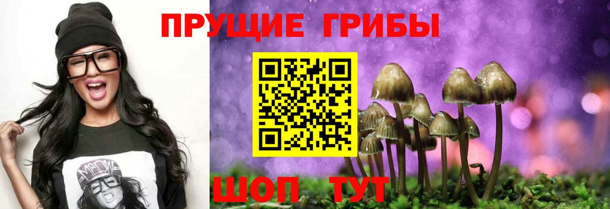 Галлюциногенные грибы Psilocybe Нальчик